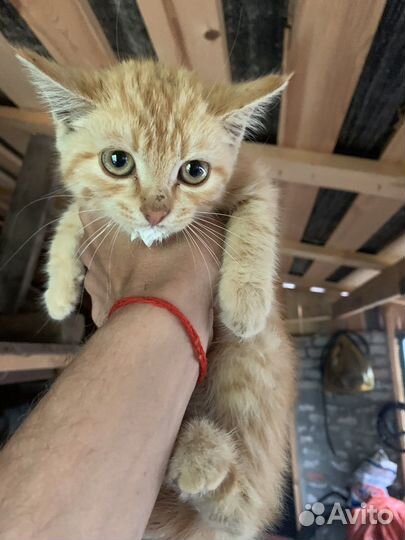 Рыжий котенок, девочка