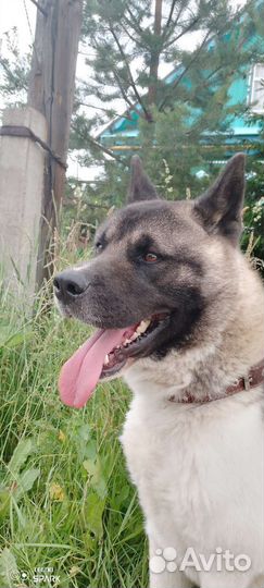 Выгульщик собак