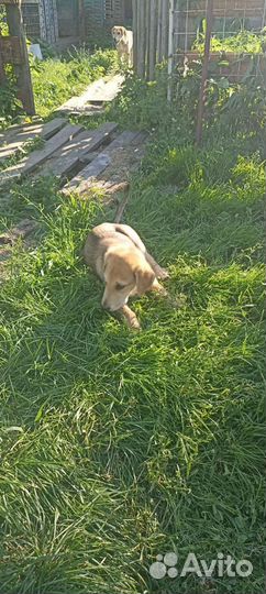 Русские гончие собаки