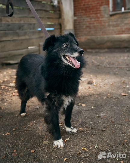 Жук ищет дом