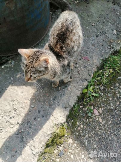 Кошка подросток в добрые руки