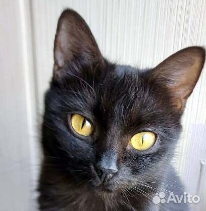 Замечательные миниатюрные кошечки-подростки, в дар