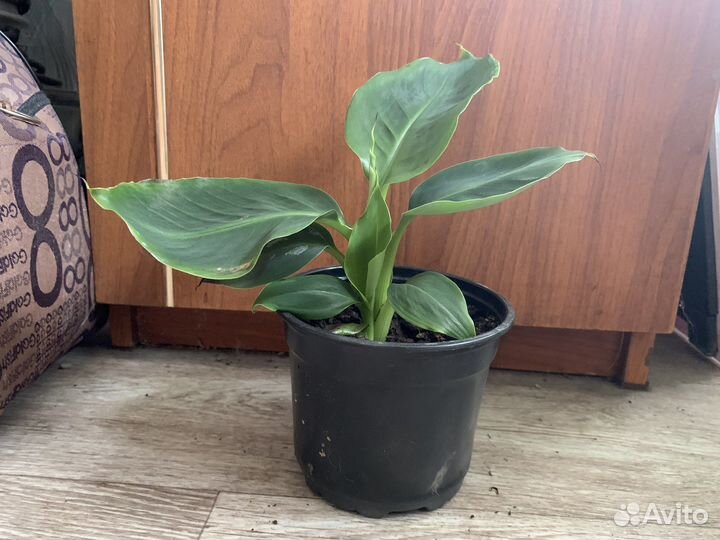 Карликовый банан