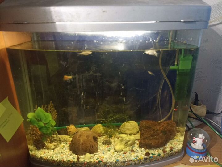 Аквариум 35 литров с рыбками