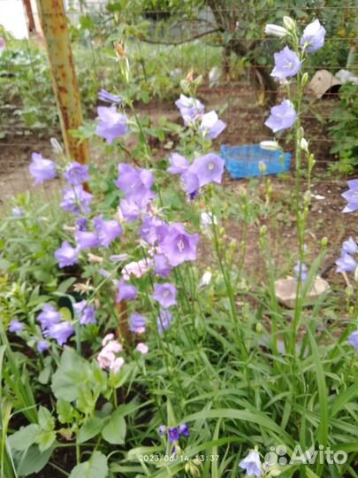 Садовые цветы