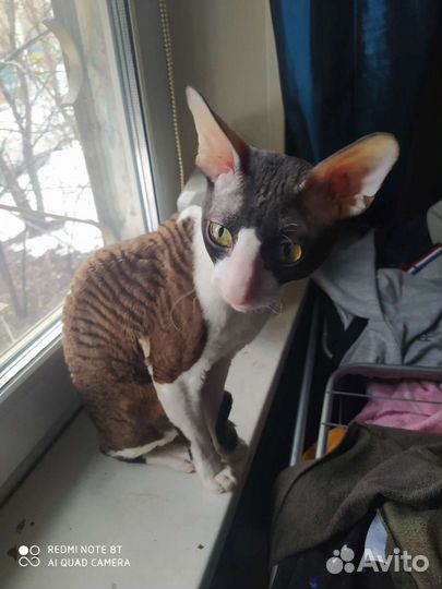 Вязка. Побалуйте вашу кошечку