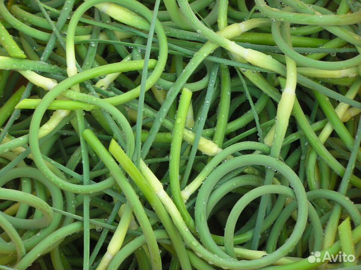 Молодые стрелки чеснока (чеснок )