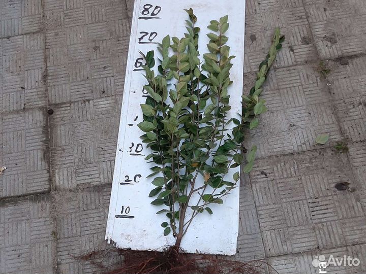 Кизильник блестящий