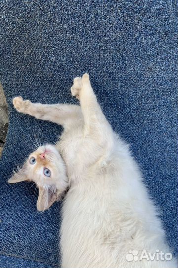 Сиамский котенок ищет дом