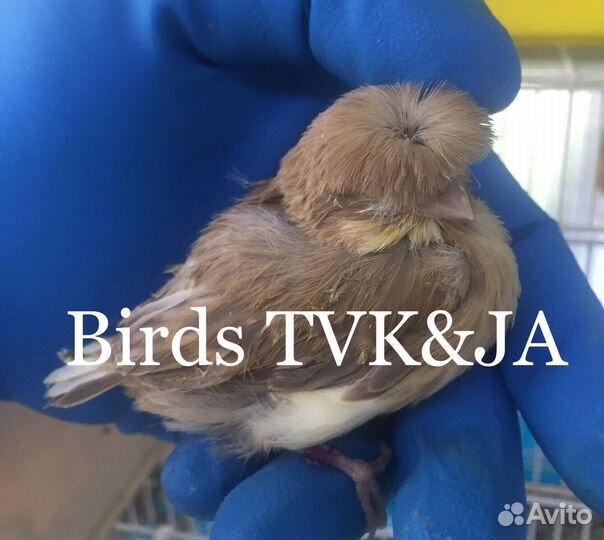 Кенара и канарейки глостеры