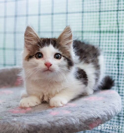 Пушистый котенок девочка