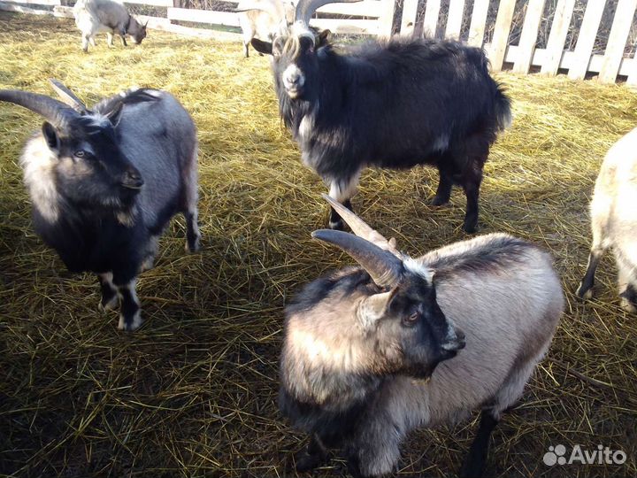 Козлы, козы