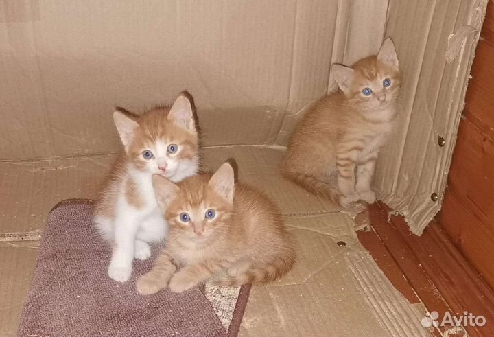 Рыжики на счастье