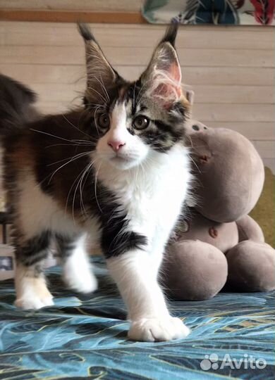 Мейн-кун котята полидакт