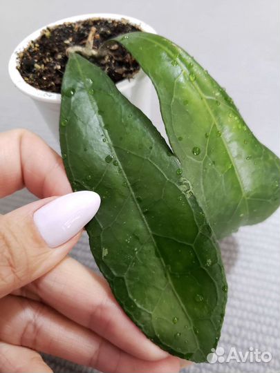 Хойя clemensiorum(клеменсиорум)