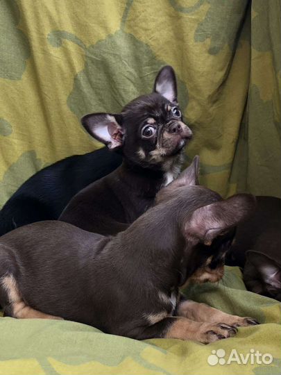 Щенки чихуахуа (первое обьявление)
