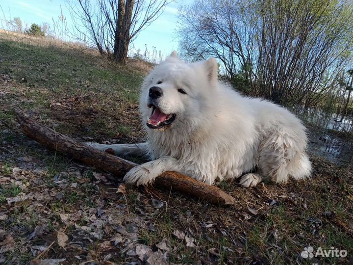 Самоед.Вязка