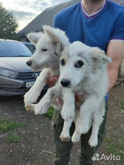 Щенки бесплатно