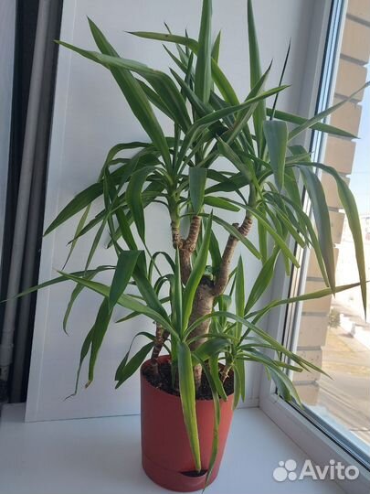 Пальма юкка