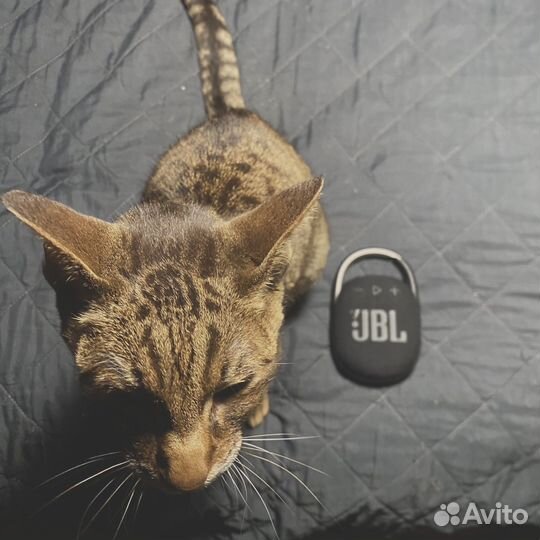 Bluetooth Портативная колонка JBL clip 4 блютуз