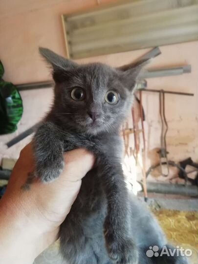 Домашние животные кошки