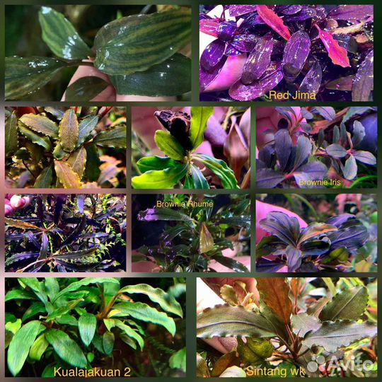 Аквариумные растения Буцефаландры