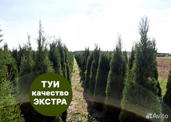 Туя смарагд рост 202,5 см /опт 150 шт