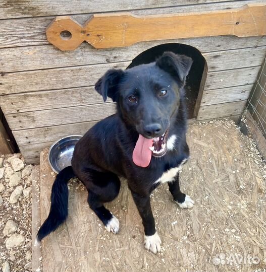 Боня ищет дом