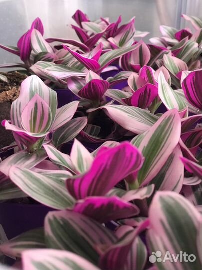 Нанук традесканция