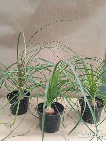 Бокарнея (нолина)