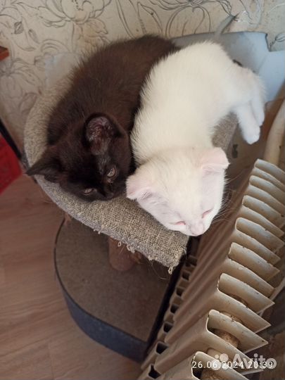 Шотландские котята