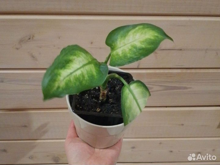 Диффенбахия Камилла