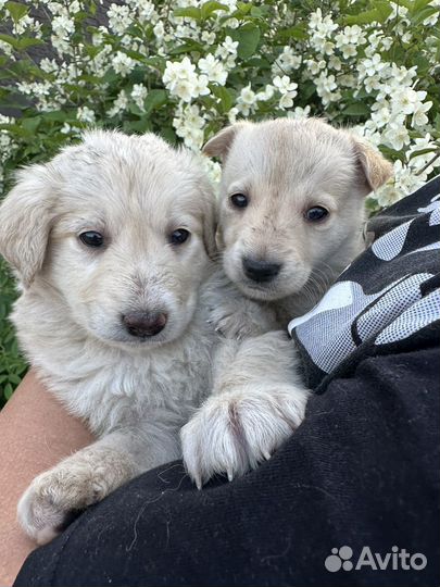 Ретривер метис лабрадор