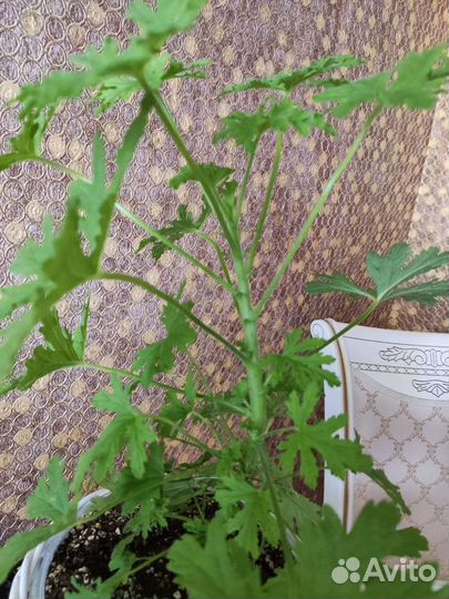 Комнатные цветы разные в горшках