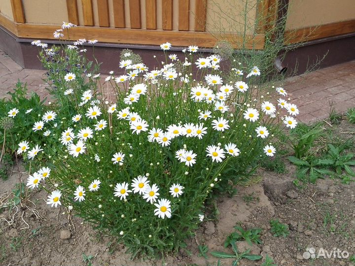 Ромашка садовая многолетняя (нивяник)