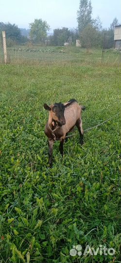 Козлик на вязку