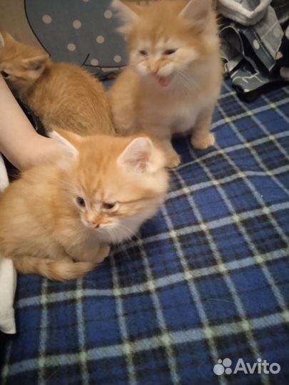 Котята рыжики
