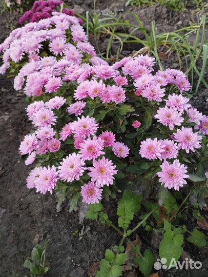 Хризантема мультифлора и корейская