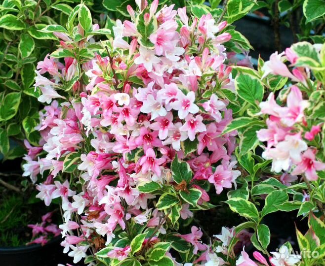 Декоративные многолетние саженцы закрытого грунта