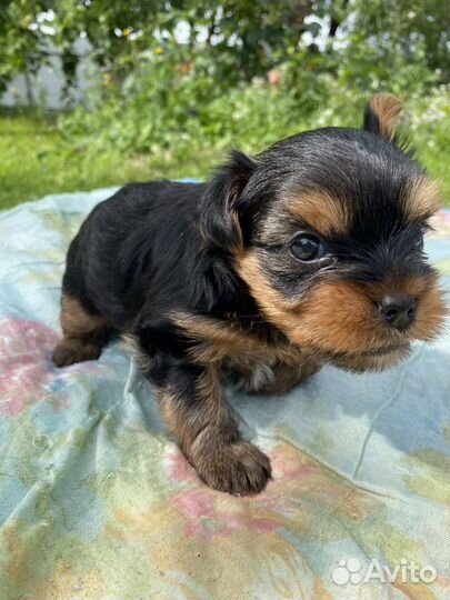 Йоркширский терьер щенки
