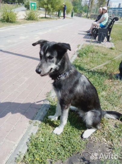 Собака в добрые руки отдам бесплатно