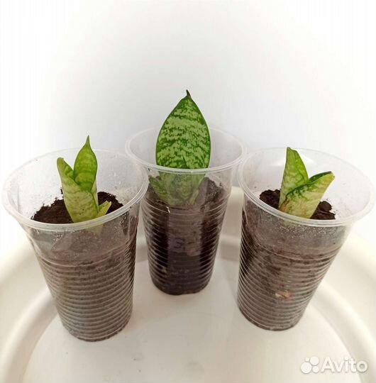 Комнатные цветы,денежное дерево,хлорофитум