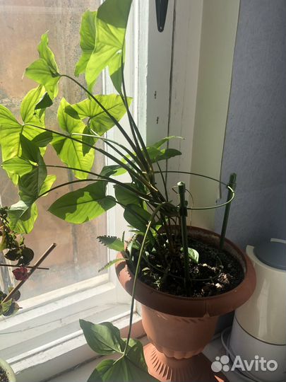 Комнатные цветы