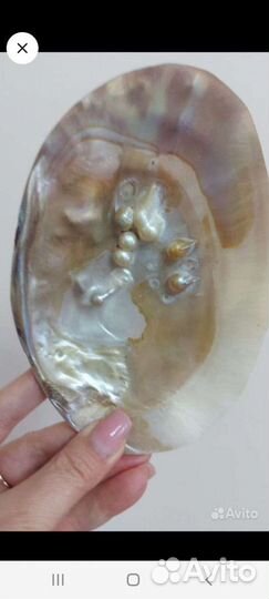 Раковина жемчужная с жемчугом
