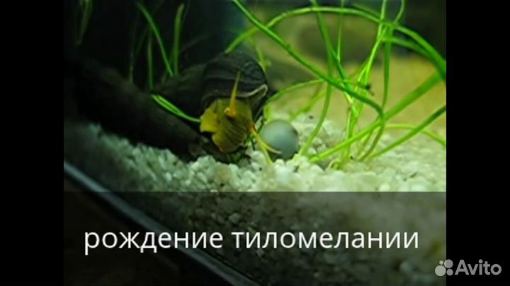 Тиломелании (детишки)