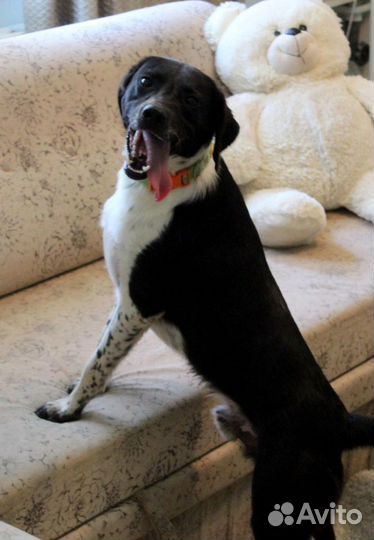 Ищем дом Неро