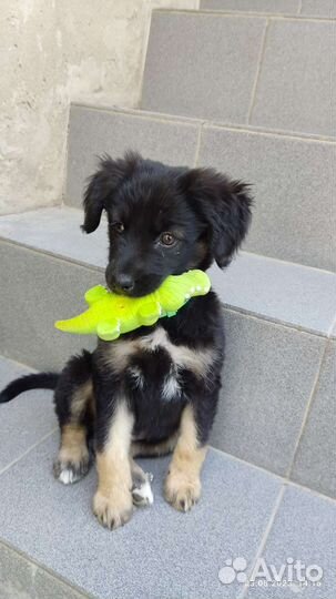 Щенок-девочка бесплатно