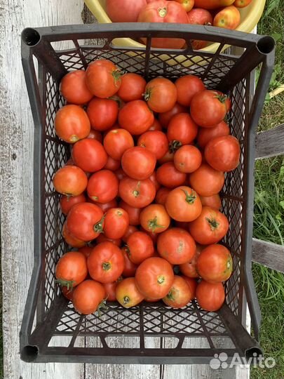 Помидоры свежие домашние