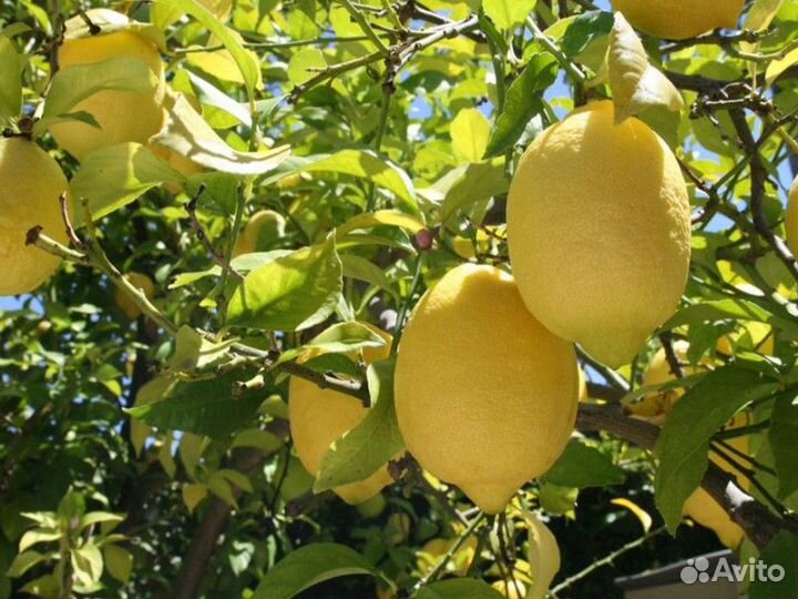 Экскурсия — Баку — Из Баку — в Ленкорань: поездка