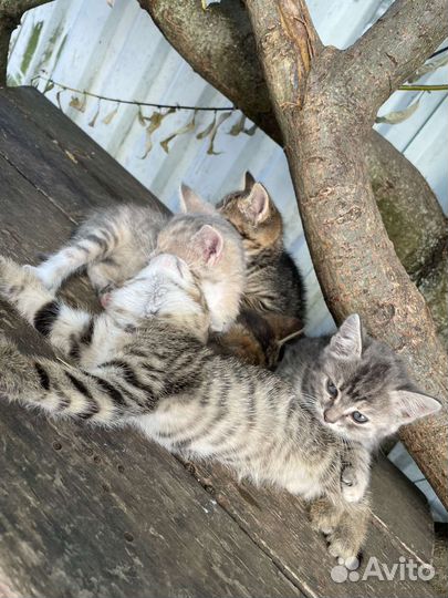 Кошка